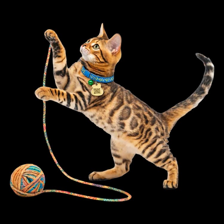 A cat playing with a ball of yarn