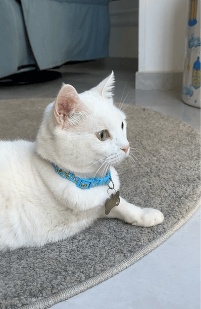 Jedni community pet