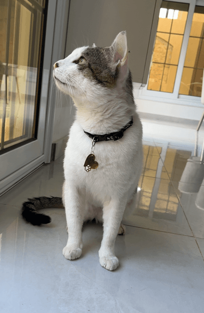Jedni community pet